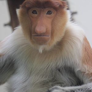 Proboscis monkey