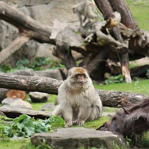 Barbary macaque