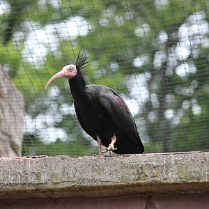 Northern bald ibis