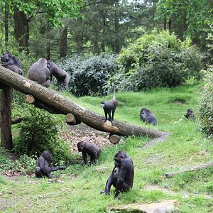L'hoest's guenon in with Western lowland gorilla troop