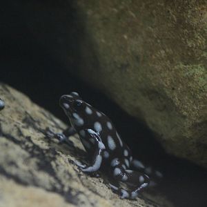 Maranon dart frog