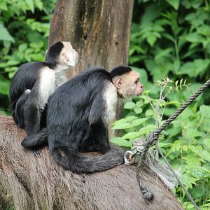 White-faced capuchin