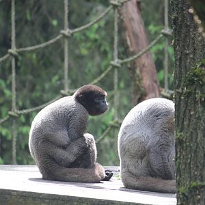 Woolly monkey