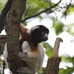 Crowned sifaka