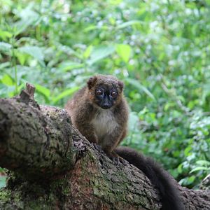 Red-bellied lemur