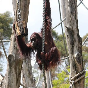 Bornean orangutan