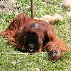 Bornean orangutan