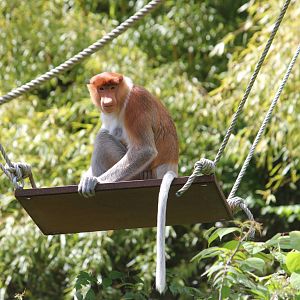 Proboscis monkey