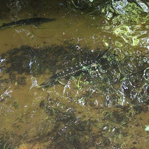 Russian or Siberian sturgeon?