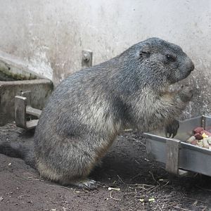 Alpine marmot
