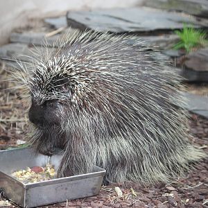 North American porcupine