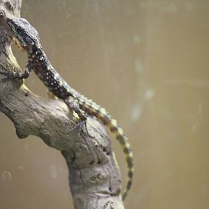 Warren's girdle-tailed lizard