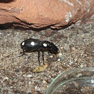 Domino beetle