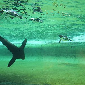California sea lion mixed with African black-footed penguins
