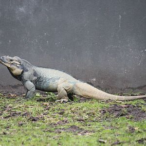 Rhinoceros iguana