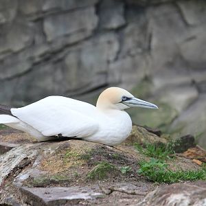 Northern gannet