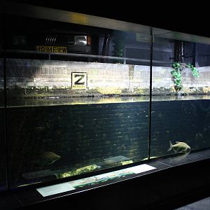 Amsterdam canals aquarium