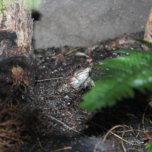 European spade-foot toad