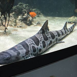 Leopard shark