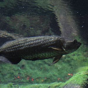 Australian bony-tongue