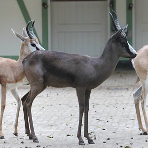 Springbok