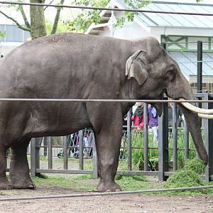 Asian elephant