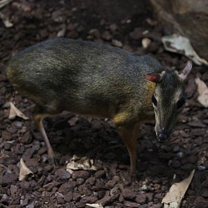 Lesser mouse deer