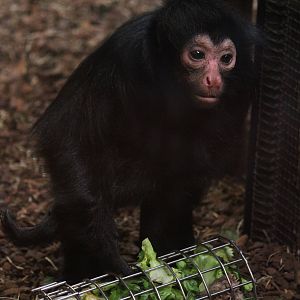 Red-faced spider monkey
