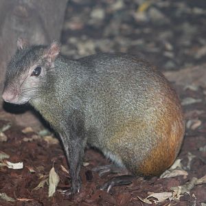 Orange-rumped agouti