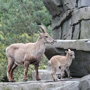 Alpine ibex