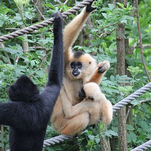 Buff-cheeked gibbon