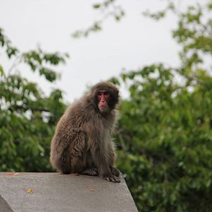 Japanese macaque