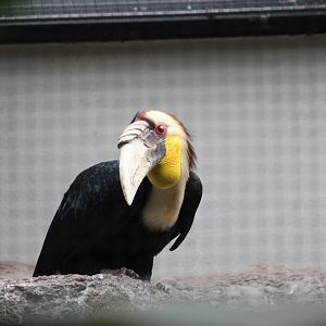 Wreathed hornbill