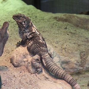 Guatemalan spiny-tailed iguana