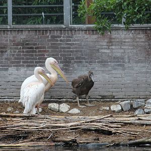 Eastern white pelican