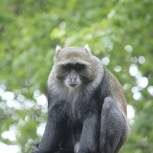 White-throated guenon
