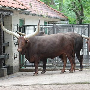 Ankole cattle