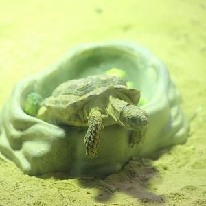 Speckled cape tortoise