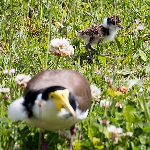 Masked Lapwing and chick