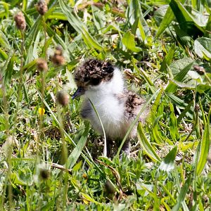 Masked Lapwing Chick.