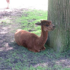 Kids Farm - Alpaca