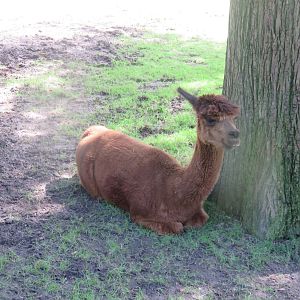 Kids Farm - Alpaca