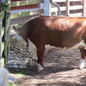Kids Farm - Hereford Cow