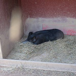 Kids Farm - Ossabaw Island Hog