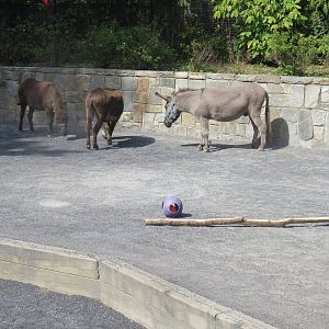 Kids Farm - Miniature Donkey
