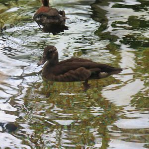 Amazonia - Unknown species