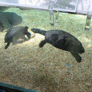 Amazonia - Unknown Turtle Species