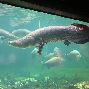 Amazonia - Arapaima