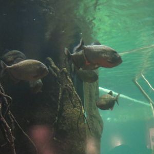 Amazonia - Red Bellied Piranha