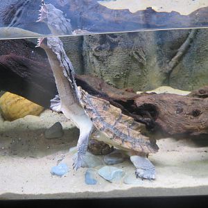 Amazonia - Mata mata